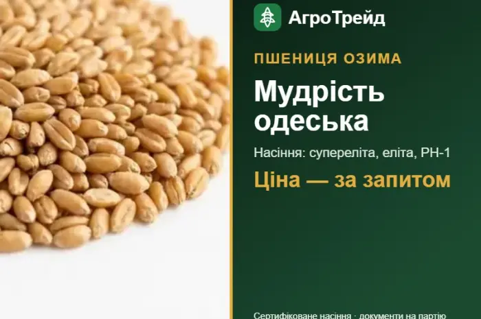 Посівна пшениця Мудрість одеська- фото № 1