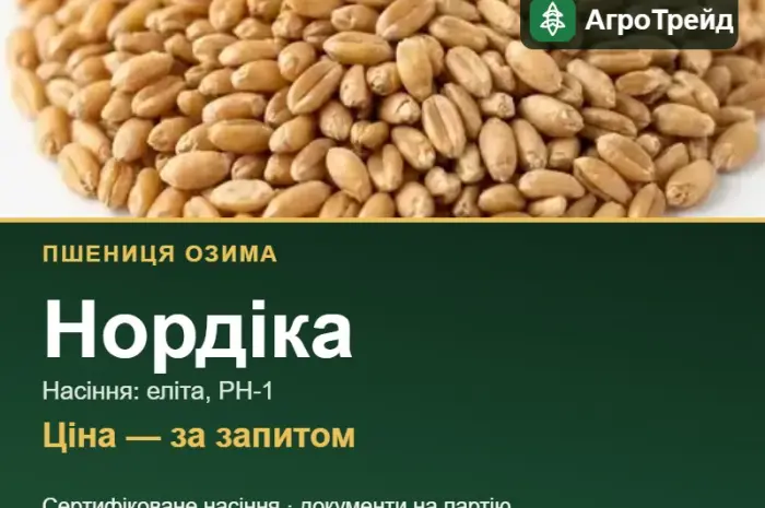 Купити пшеницю Нордіка на посів- фото № 1