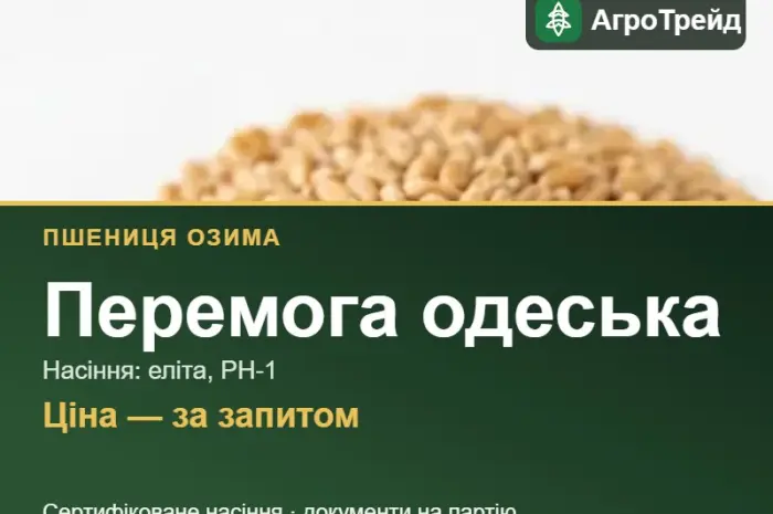 Перемога одеська — озима пшениця, насіння- фото № 1