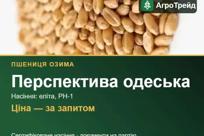 Пшениця Перспектива одеська для посіву- фото № 1