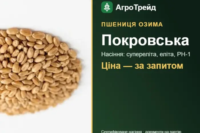Насіння пшениці Покровська- фото № 1