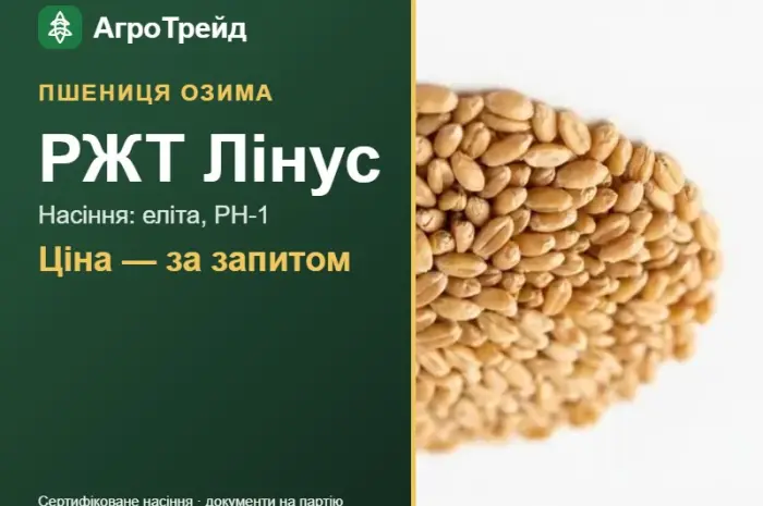 Пшениця озима РЖТ Лінус — насіння- фото № 1