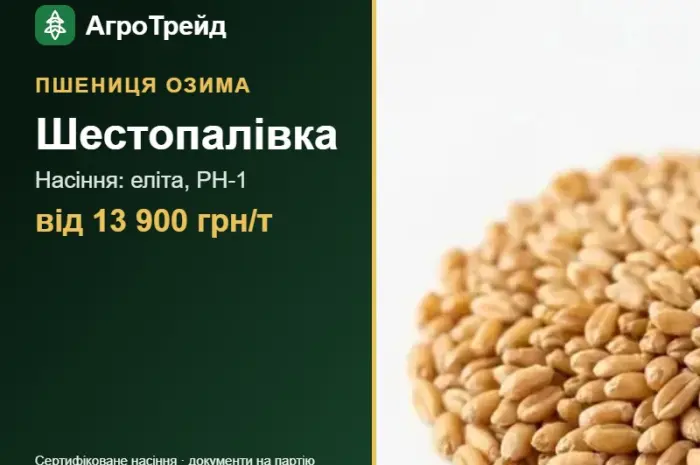 Пшениця озима Шестопалівка — насіння- фото № 1