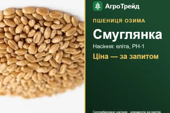 Пшениця озима Смуглянка — насіння- фото № 1