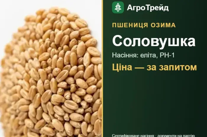 Насіння: пшениця озима Соловушка- фото № 1