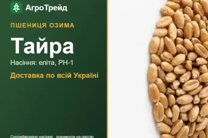 Озима пшениця Тайра — насіння, від 15 300 грн/т- фото № 1