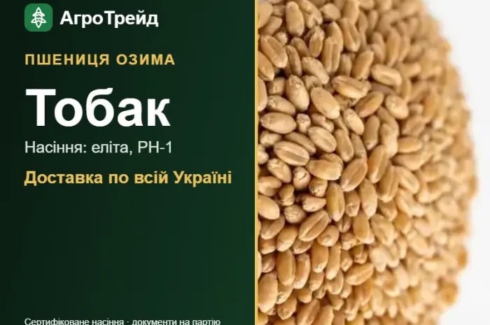Купити пшеницю Тобак на посів- фото № 1