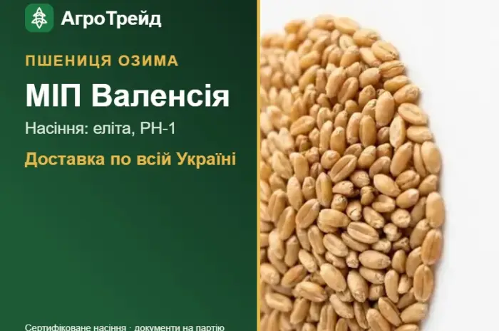 Посівна пшениця МІП Валенсія- фото № 1