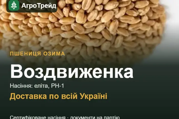 Насіння: пшениця озима Воздвиженка- фото № 1