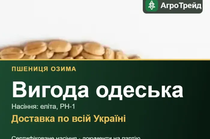 Озима пшениця Вигода одеська — насіння- фото № 1