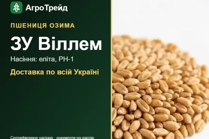 Пшениця ЗУ Віллем для посіву, від 14 800 грн/т- фото № 1