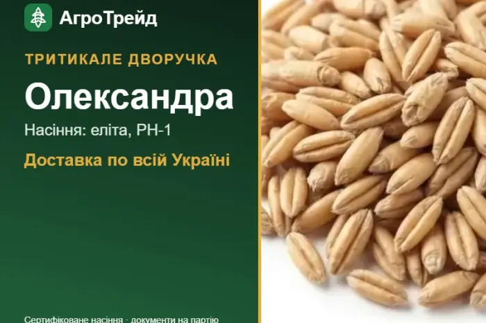 Посівне тритикале Олександра- фото № 1