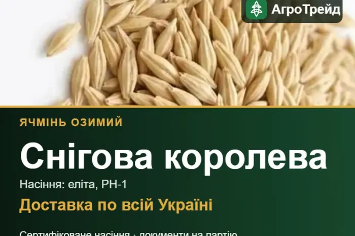 Ячмінь Снігова королева для посіву- фото № 1