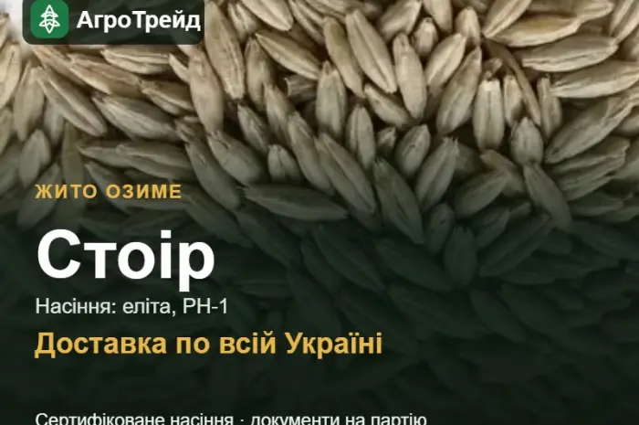 Купити жито Стоір на посів- фото № 1