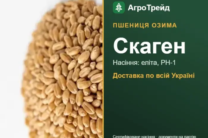 Пшениця озима Скаген — насіння- фото № 1