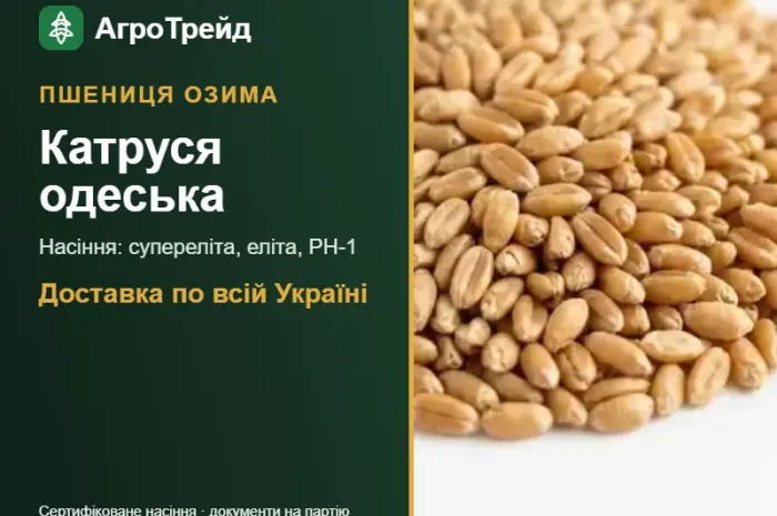 Озима пшениця Катруся одеська — насіння- фото № 1