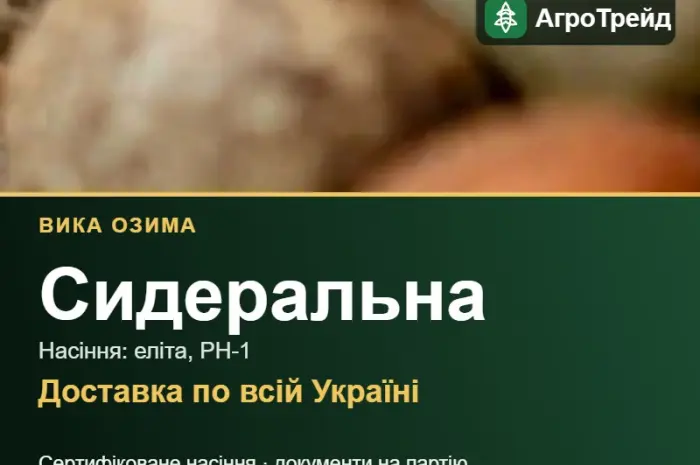 Вика озима (сидеральна) — насіння еліта, РН-1- фото № 1