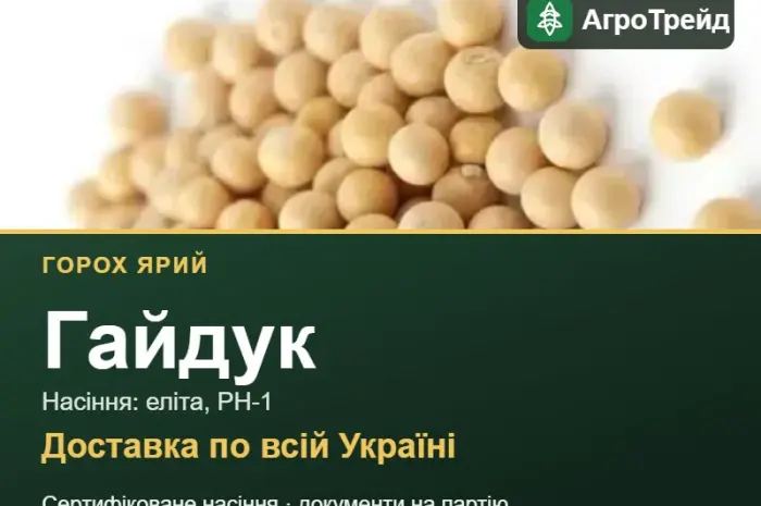 Купити ярий горох Гайдук на посів- фото № 1