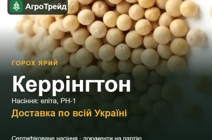 Посівний ярий горох Керрінгтон- фото № 1