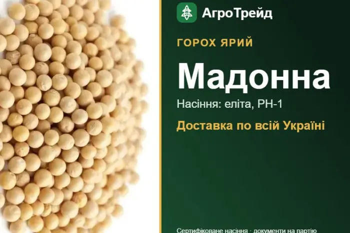 Мадонна — ярий горох, насіння, від 24 600 грн/т- фото № 1