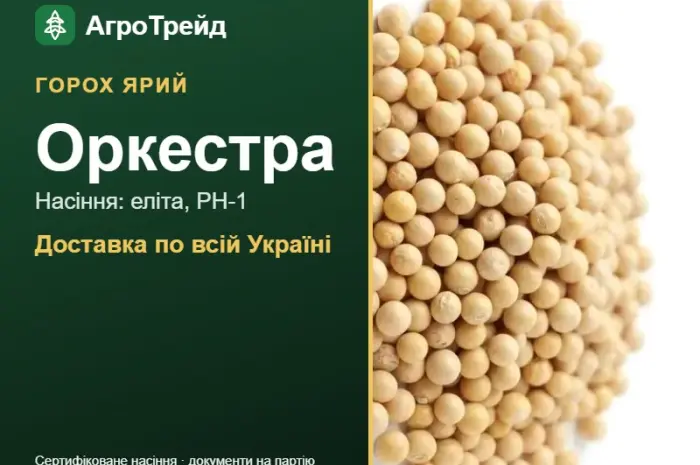 Насіння ярого гороху Оркестра- фото № 1
