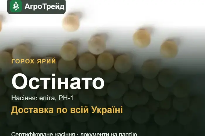 Остінато — ярий горох, насіння- фото № 1