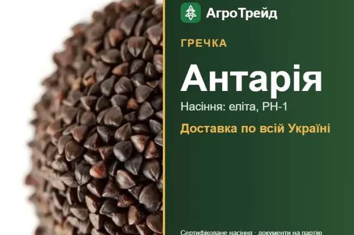 Антарія — гречка, насіння- фото № 1