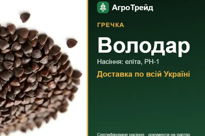 Гречка Володар — насіння- фото № 1