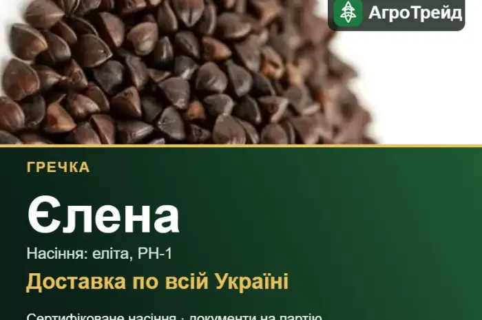 Гречка Єлена для посіву- фото № 1