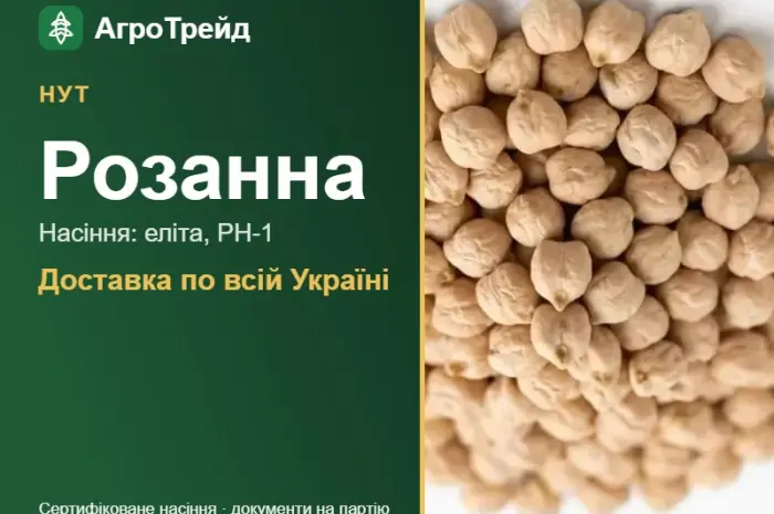 Купити нут Розанна на посів- фото № 1