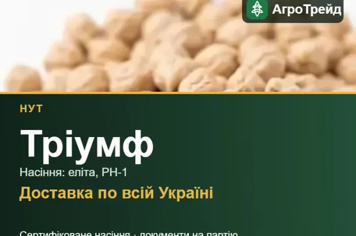 Нут Тріумф — насіння- фото № 1