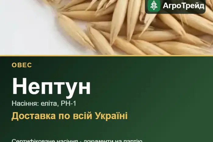 Насіння: овес Нептун- фото № 1