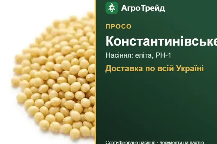 Насіння проса Константинівське- фото № 1