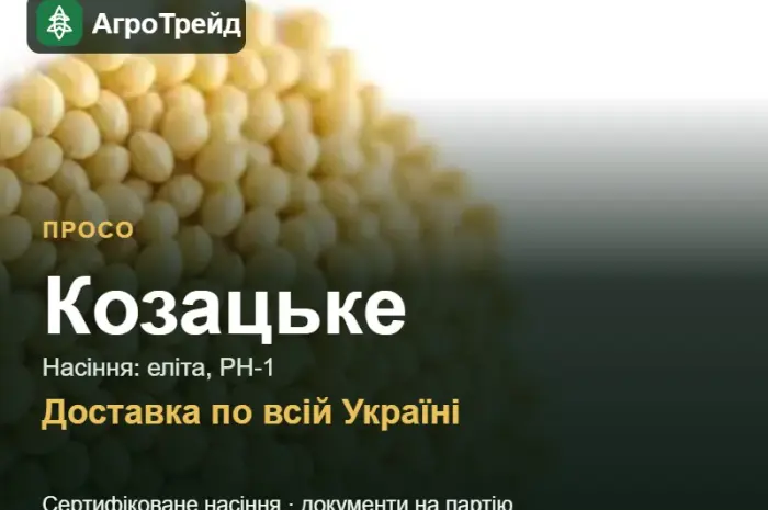 Насіння проса Козацьке- фото № 1