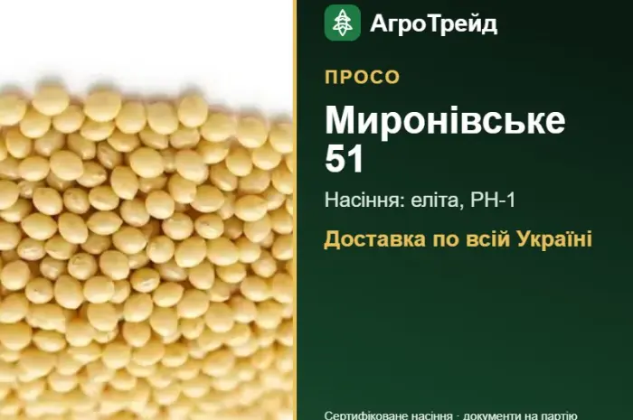 Купити просо Миронівське 51 на посів- фото № 1