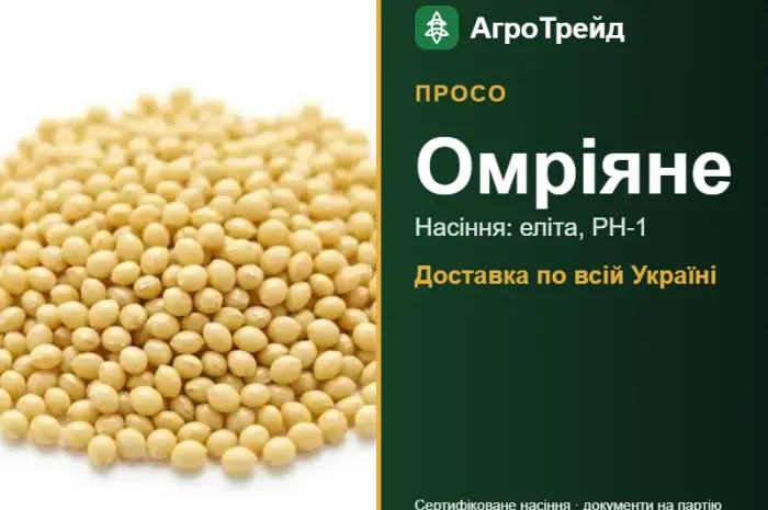 Просо Омріяне — насіння- фото № 1