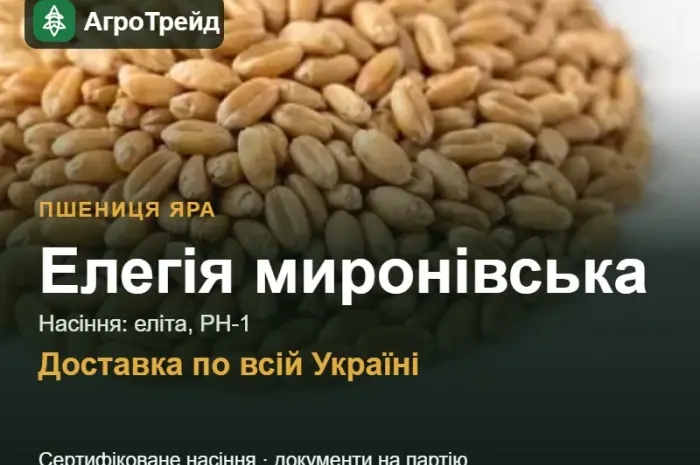 Яра пшениця Елегія миронівська — насіння- фото № 1