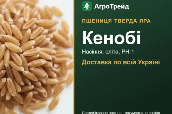 Пшениця тверда яра Кенобі для посіву- фото № 1
