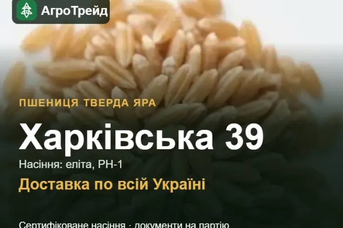 Пшениця тверда яра Харківська 39 — насіння- фото № 1