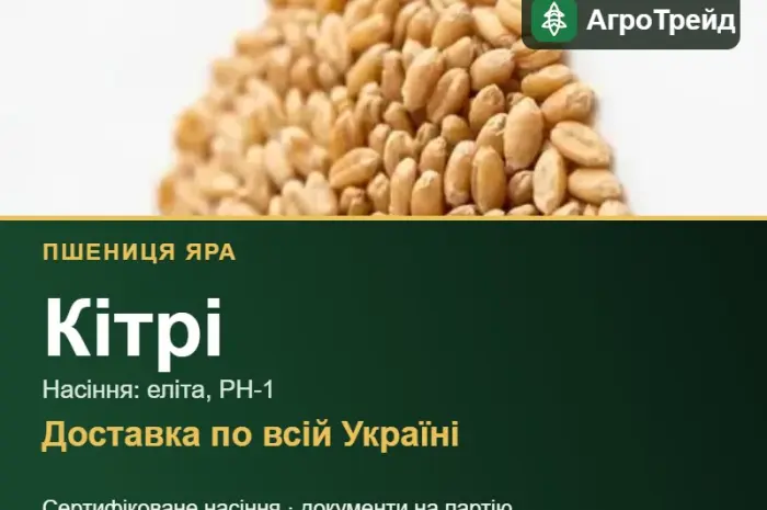 Пшениця яра Кітрі — насіння- фото № 1