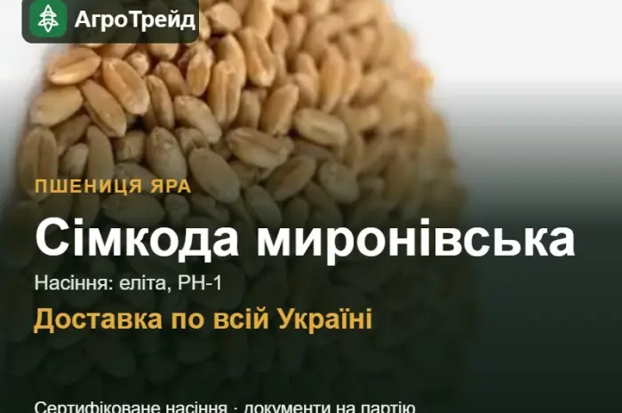 Купити яру пшеницю Сімкода миронівська на посів- фото № 1