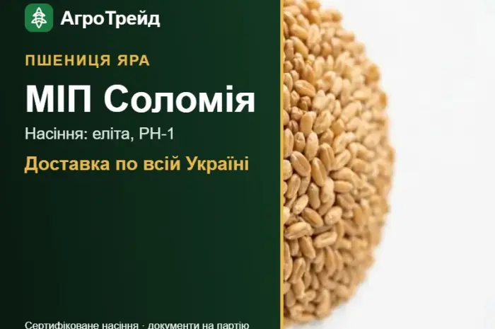 МІП Соломія — яра пшениця, насіння- фото № 1