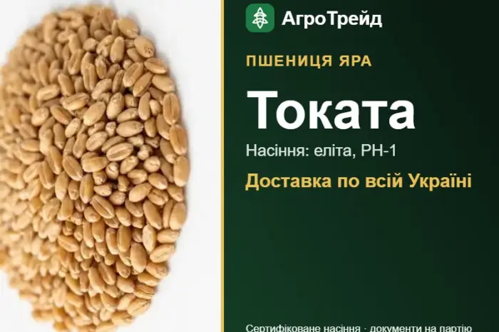 Посівна яра пшениця Токата- фото № 1