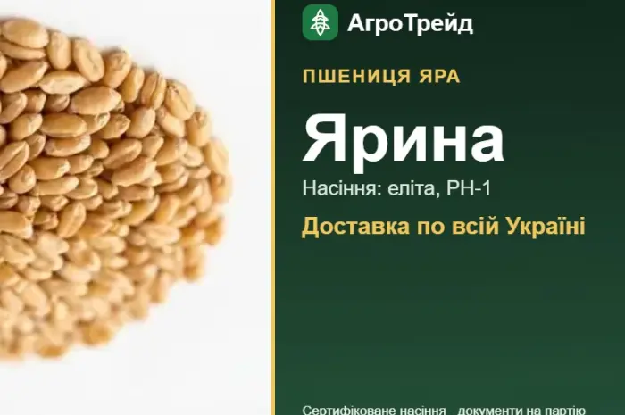 Насіння пшениці Ярина- фото № 1