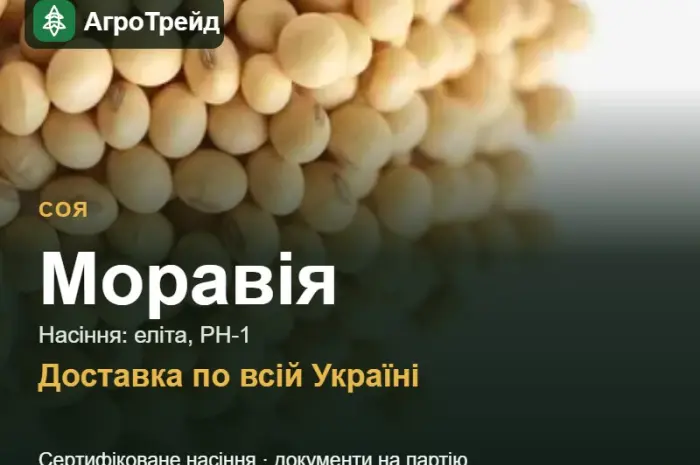 Купити сою Моравія на посів- фото № 1