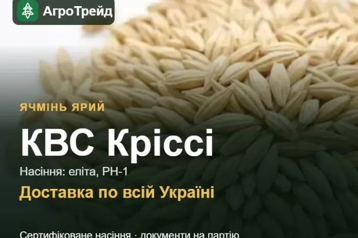 Насіння: ячмінь ярий КВС Кріссі- фото № 1