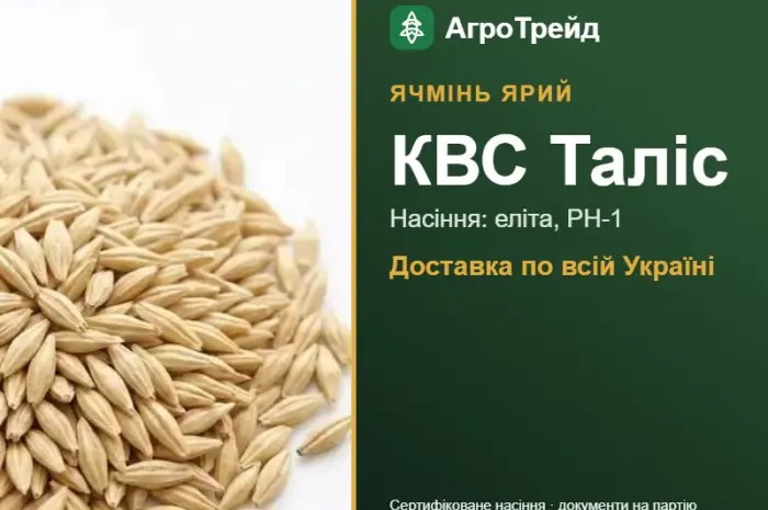 Купити ярий ячмінь КВС Таліс на посів- фото № 1