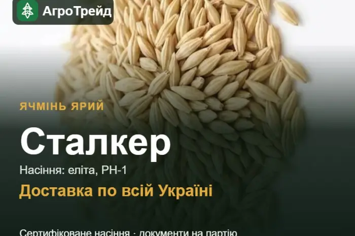 Купити ярий ячмінь Сталкер на посів- фото № 1