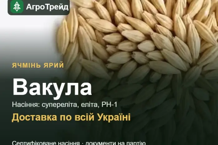 Ячмінь ярий Вакула — насіння- фото № 1