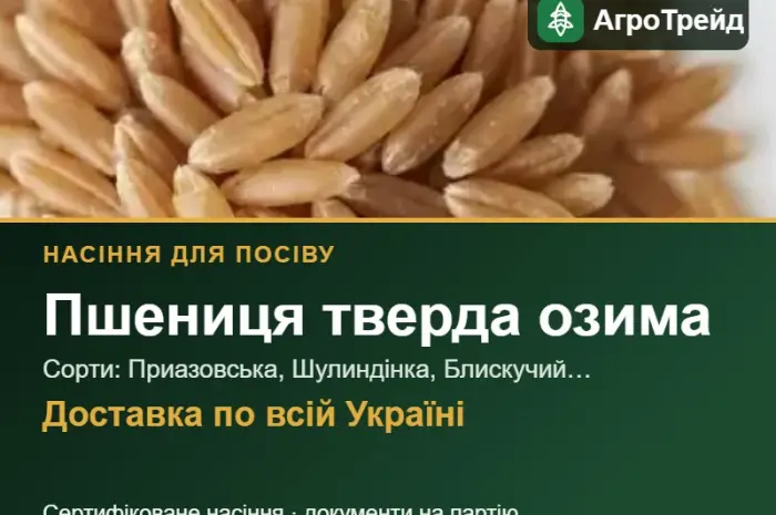 Продам насіння твердої озимої пшениці- фото № 1